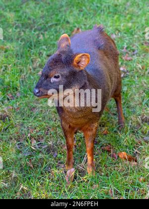 Southern pudu  Pudu puda grazing Stock Photo