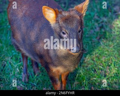 Southern pudu  Pudu puda grazing Stock Photo