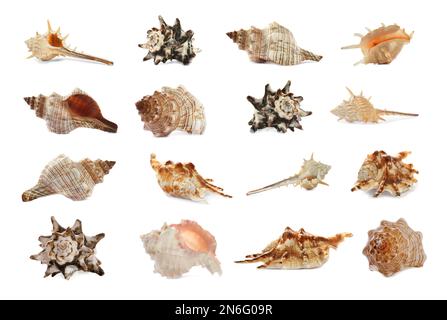 Set of different beautiful sea shells on white background Stock Photo