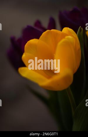 Close up of yellow tulip in the garden Stock Photo