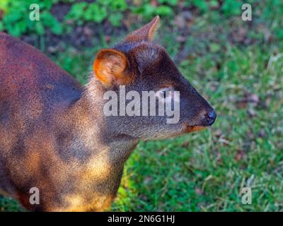 Southern pudu  Pudu puda grazing Stock Photo