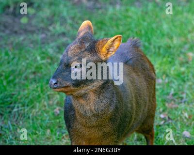 Southern pudu  Pudu puda grazing Stock Photo