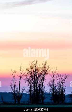Three leafless young trees, low in the frame, standing up silhouetted against the pastel dawn sky coloured mauve turning to yellow turning to white. Stock Photo