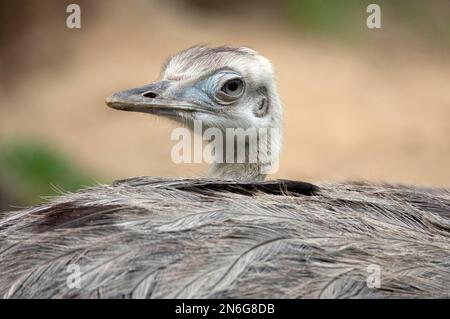 Greater rhea (Rhea americana), young bird, in the plumage of the adult bird, portrait, Home: Northeast Brazil, East Bolivia to Argentina, captive Stock Photo