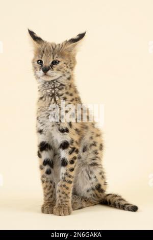 Serval (Leptailurus serval), juvenile, sitting, showing typical markings on ears, 9 weeks, captive, Austria Stock Photo