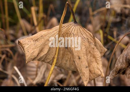 Withered lotus (Nelumbo), Botanical Garden, Erlangen, Middle Franconia, Bavaria, Germany Stock Photo