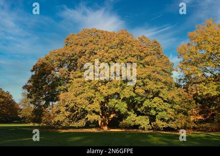 Sycomore Tree Germany Sycamore maple (Acer pseudoplatanus), Hirschpark, Jenischpark, Hamburg ...