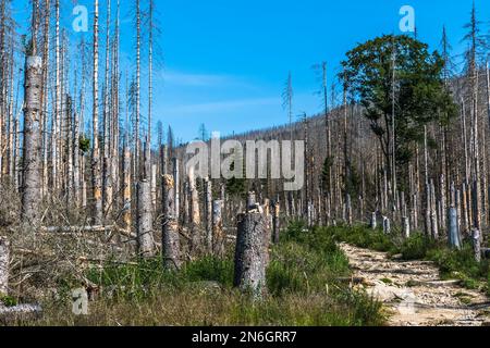 Trees in the German low mountain range Harz which are destroyed by bark beetles. Forest dieback in Germany. Steep path up to the Brocken mountain. Stock Photo