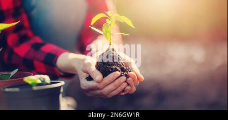 Gardner holding in her hands a young sprout of vegetable. Stock Photo