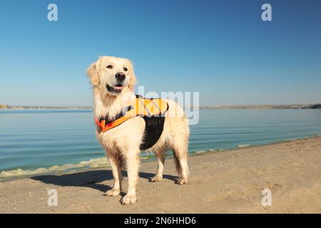 Dog rescuer in life vest on beach near river Stock Photo