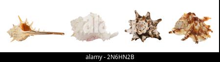 Set of different beautiful sea shells on white background. Banner design Stock Photo