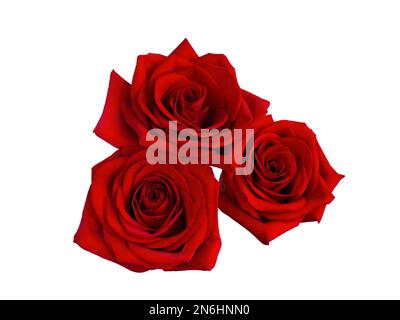 Three bright red roses on white background. Stock Photo