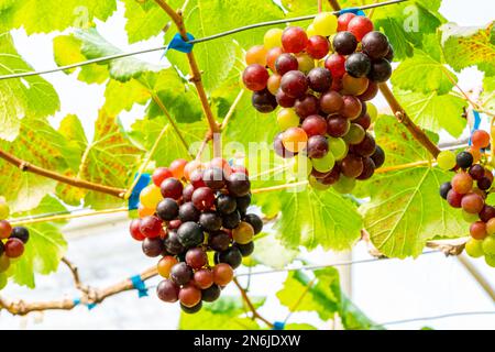 Closeup view bunches of colorful growing grapes hanging on branches of the vine in vineyard. Stock Photo