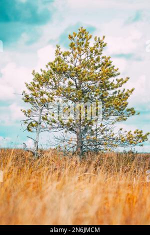 Coniferous Trees At Bog. Wetland. View On Natural Swamp. Nature Reserve At Autumn Sunny Day. Bright Dramatic Sky Above Wetland Stock Photo