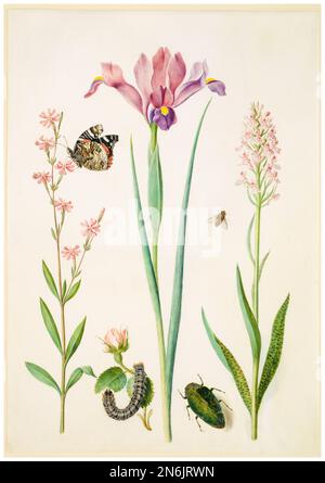 Catchfly with Admiral, Rose with Fox Moth, Iris, Hoverfly, Jewel Beetle, and Orchid, illustration in watercolour and bodycolour on parchment by Maria Sibylla Merian, after 1691 Stock Photo