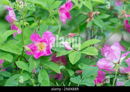 Cinnamon rose, Rosa majalis in blossom, horizontal composion Stock Photo