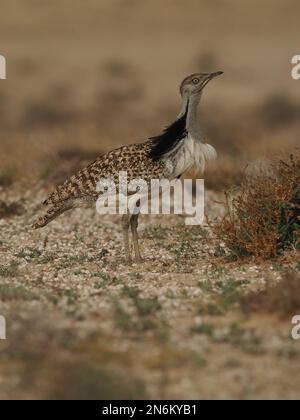 Houbara bustard are an endangered species, these images were obtained from a car on tracks the public may drive along. Stock Photo