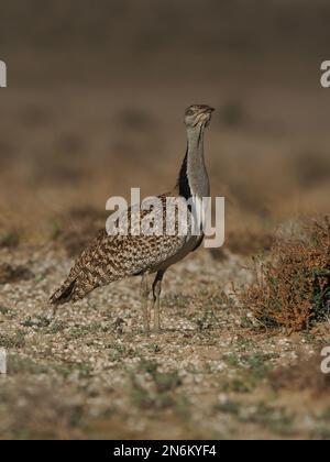 Houbara bustard are an endangered species, these images were obtained from a car on tracks the public may drive along. Stock Photo