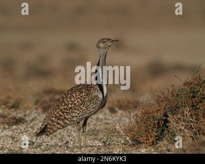 Houbara bustard are an endangered species, these images were obtained from a car on tracks the public may drive along. Stock Photo