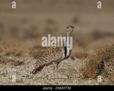 Houbara bustard are an endangered species, these images were obtained from a car on tracks the public may drive along. Stock Photo