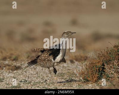 Houbara bustard are an endangered species, these images were obtained from a car on tracks the public may drive along. Stock Photo