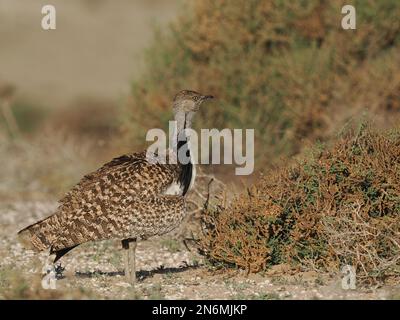 Houbara bustard are an endangered species, these images were obtained from a car on tracks the public may drive along. Stock Photo