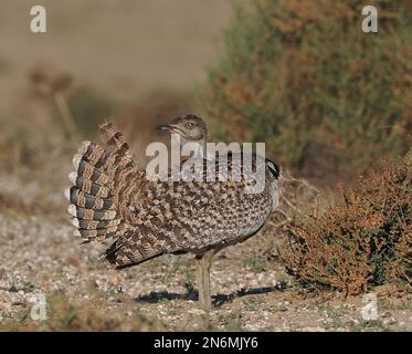 Houbara bustard are an endangered species, these images were obtained from a car on tracks the public may drive along. Stock Photo