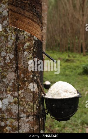 Cup full of white latex, rubber tapping in the plantation. Ko Lanta, Krabi, Thailand. Stock Photo