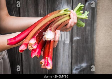 Two female hands holding rhubarb, wooden background Stock Photo