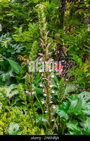 bear's breeches flower blooming, (Acanthus mollis), with green leaves background Stock Photo