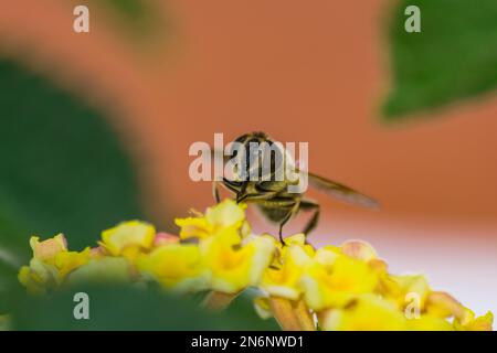 European honey bee (apis mellifera), pollinating lantana flower Stock Photo