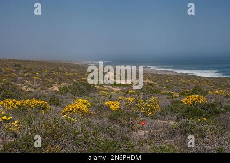 Namaqualand coastal scene with spring flowers in Namaqua National Park. South Africa Stock Photo