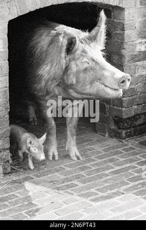 Tamworth pig and piglet standing together at the entrance to their pigsty Stock Photo