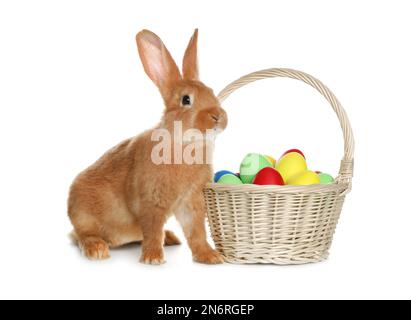 Adorable furry Easter bunny near wicker basket with dyed eggs on white ...