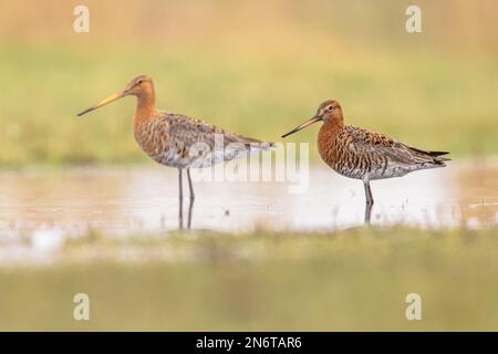 Pair of Black-tailed Godwit (Limosa limosa) Resting and Foraging in shallow Water of a Wetland during Migration. The Netherlands as an important Breed Stock Photo