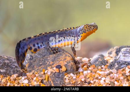 Alpine newt (Ichthyosaura alpestris) colorful male aquatic amphibian swimming in freshwater habitat of pond. Underwater wildlife scene of animal in na Stock Photo