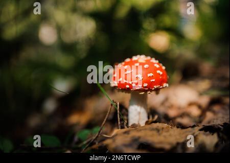 Red fly agaric grows in the forest Stock Photo