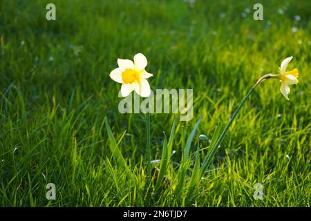Green meadow with daffodil on a sunny Spring day. Stock Photo