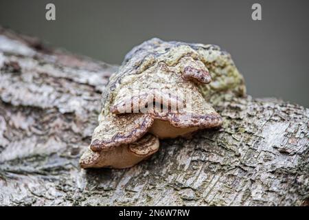 Fungus on a dead tree in British Woodland Stock Photo
