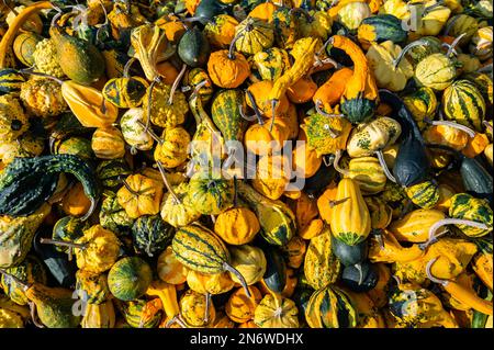 Pumpkin ornamental gourds background, lots of different colored small pumpkins lie on top of each other in october Stock Photo