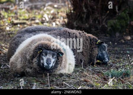 Portrait of a blue texel sheep with a black and white face and brown wool with ear identification tags, England Stock Photo