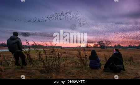 People watching a common starling, Sturnus vulgaris, murmuration at the Ripon City Wetlands in North Yorkshire with estimates of 150,000 starlings, England, UK.  Credit: Rebecca Cole/Alamy Live News Stock Photo