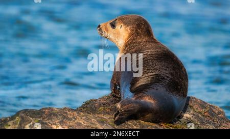 Common seal pup looking out over the ocean with sunshine in his fur Stock Photo