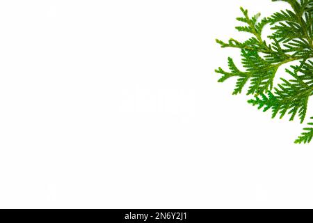 juniper leaves close up isolated on white background. juniper leave isolated on white background. copy space Stock Photo