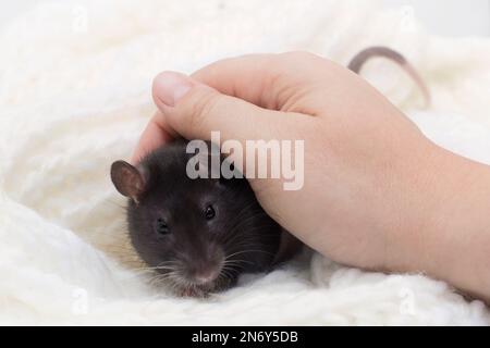 Little fluffy rat in a white cream knitted scarf. Woman's hand stroking a rat. Symbol chinese lunar horoscope. New year and Christmas concept. Stock Photo