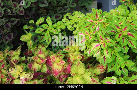 Various Types of Stunning Coleus Plants Growing in the Garden Stock Photo