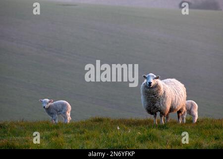 A ewe and two lambs on Ebsbury Hill near Great Wishford in Wiltshire. Stock Photo