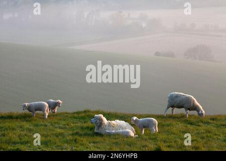 Ewes and lambs on Ebsbury Hill near Great Wishford in Wiltshire. Stock Photo