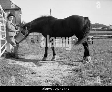 1962, historical, inside a paddock, an enclosed area of grassland, a lady in riding gear, jacket, hat and jodhpurs standing by the gate, feeding her horse from a metal bucket, Stetchworth,  England, UK. Stock Photo