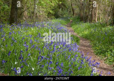 Bluebells beside a public footpath in Compton Wood, near the village of Compton Chamberlayne in Wiltshire. Stock Photo